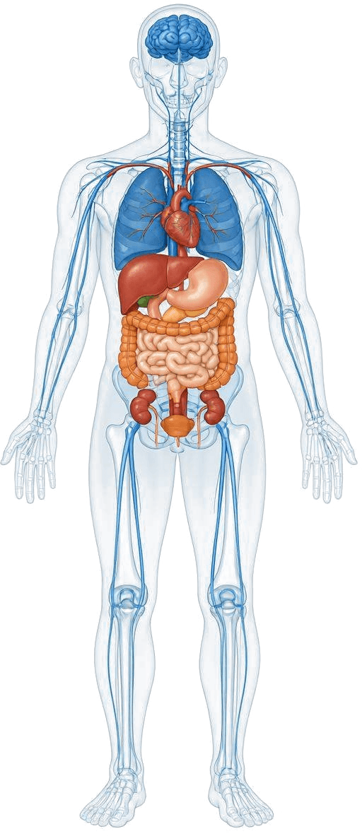 Anatomical model of the human body